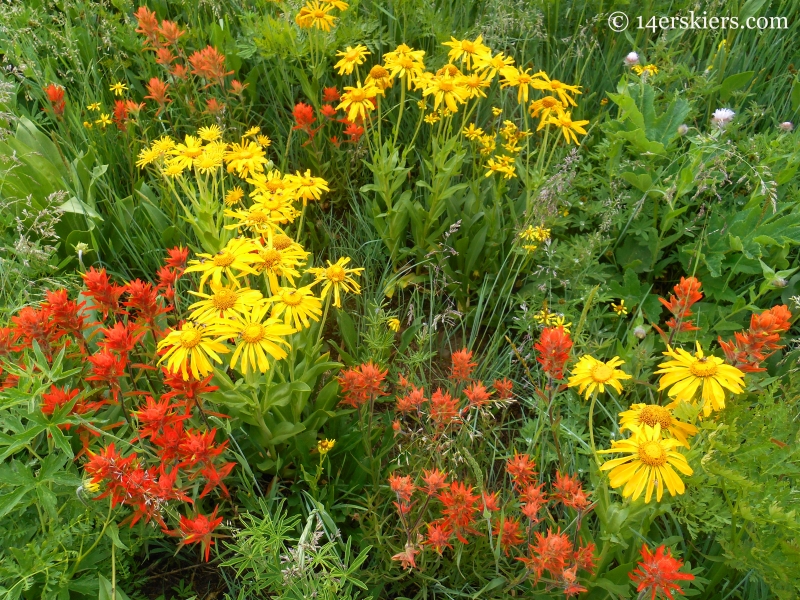 Hasley Pass Wildflowers