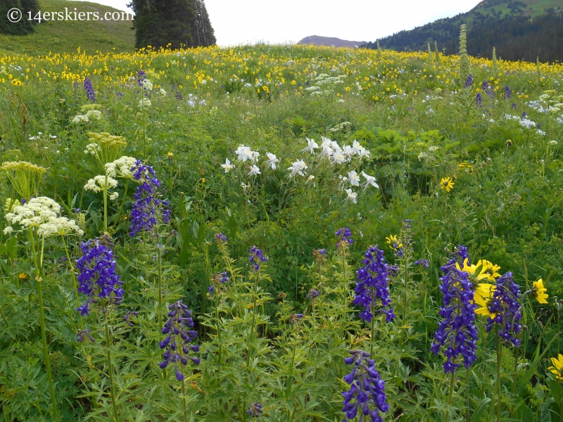 Larkspur near Crested Butte, CO