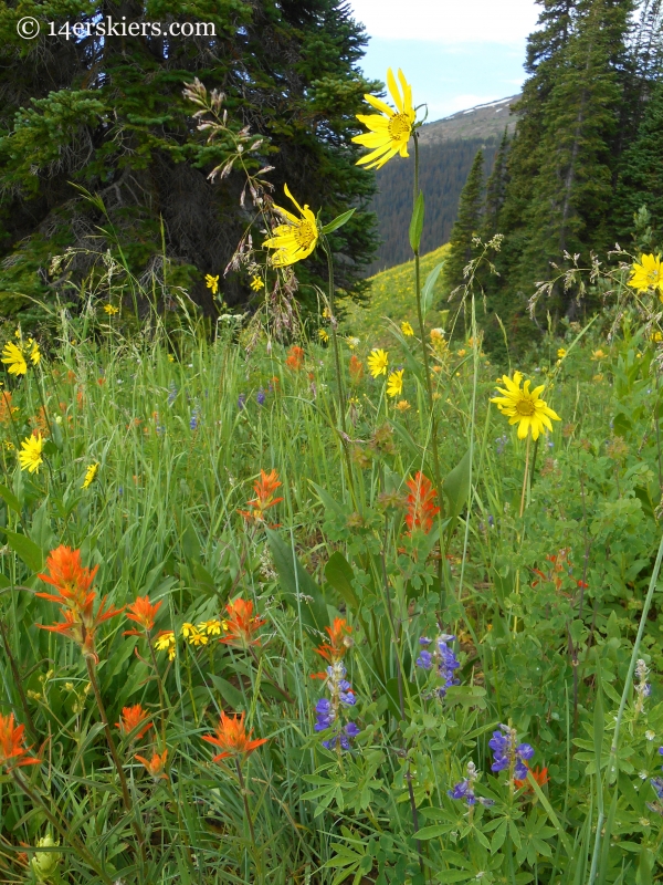 Hasley Pass hike wildflowers