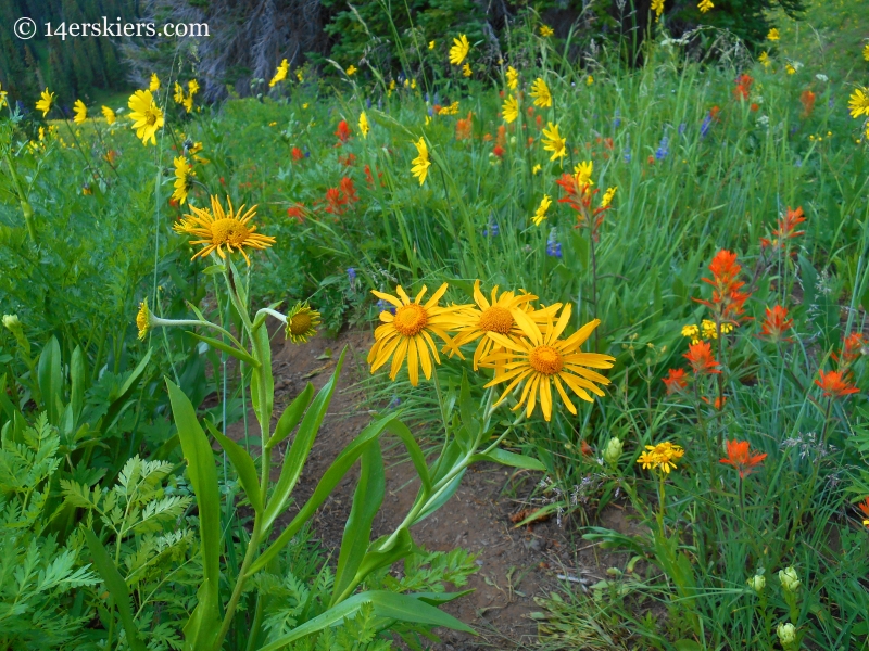 Hasley pass hiking trail with wilflowers