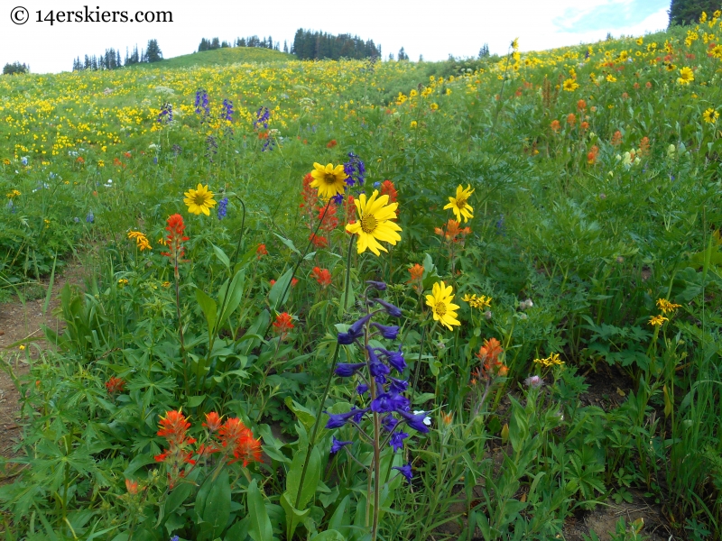 Hasley Pass hike wildflowers