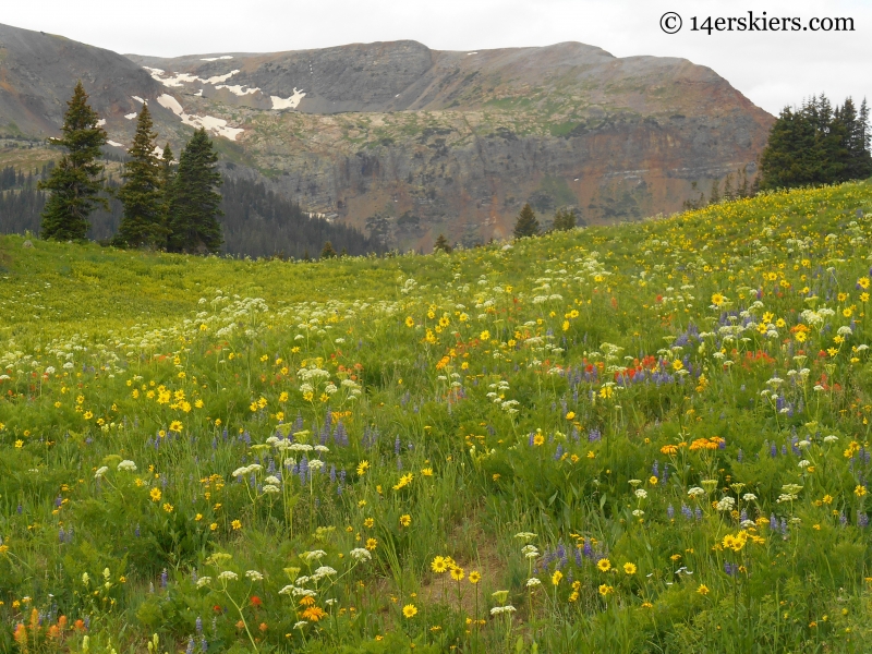 Hasley pass hike wildflowers & Galena