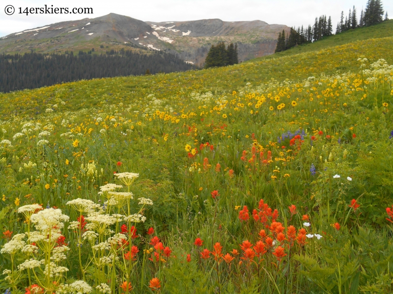 Hasley Pass hike wildflowers