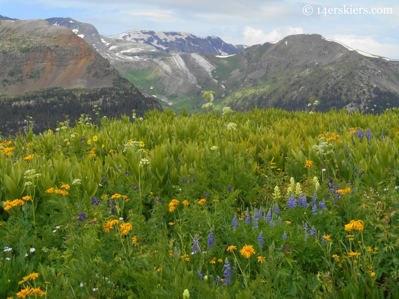 Hasley Pass hike wildflowers with Treasury