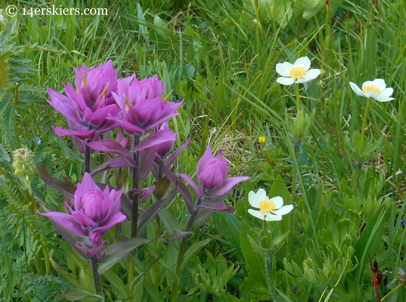 Paintbrush near Crested Butte, CO