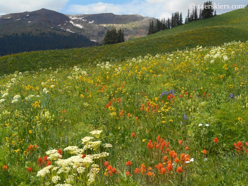 Hasley pass hike wildflowers with Galena