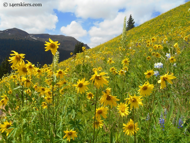 Aspen sunflowers on the Hasley Pass Hike