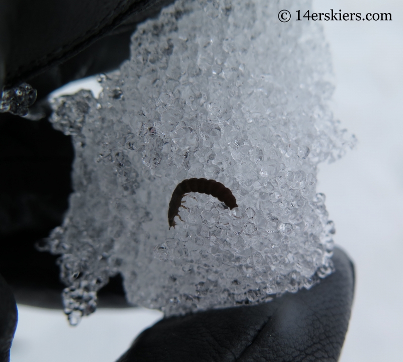 Bug in snow. 