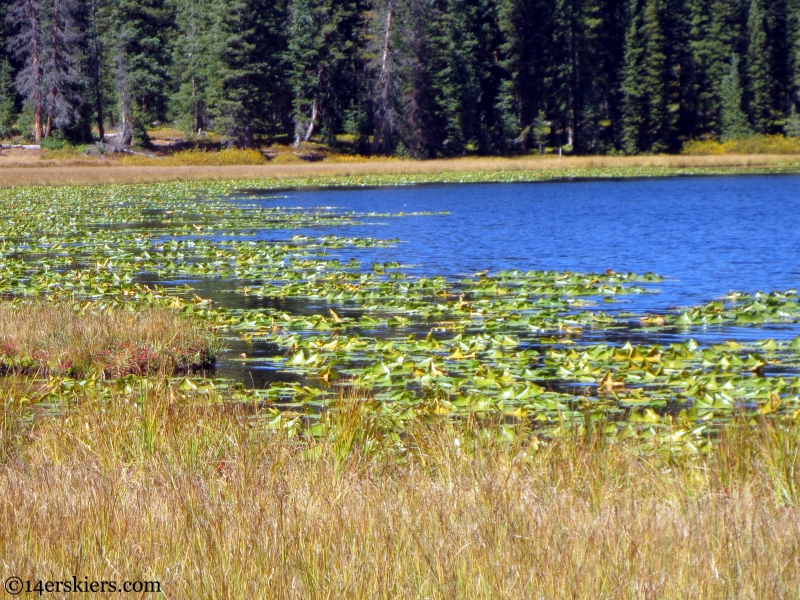 lilies in Lily Lake near Crested Butte