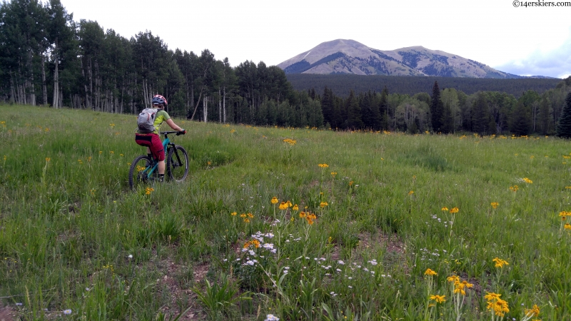 Carbon Creek wildflowers