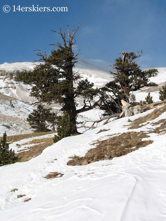 trees on Mount Bross