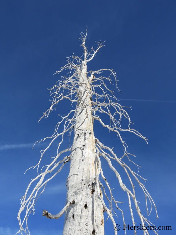 Skeleton tree on Little Agnes Mountain.