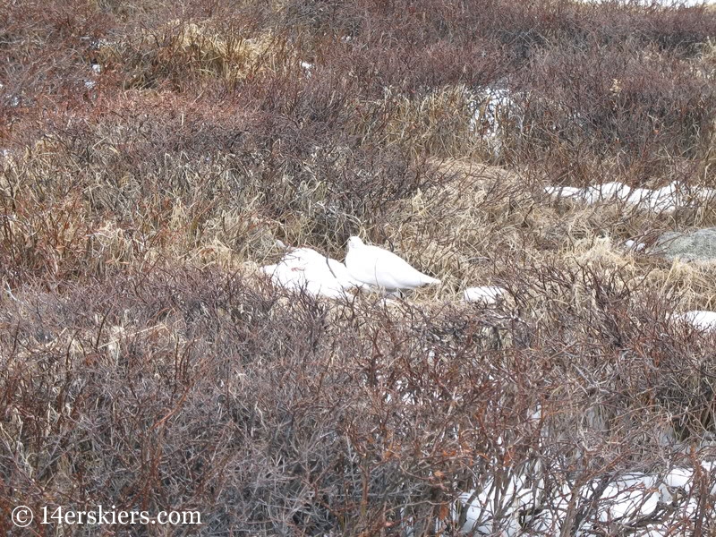 Ptarmigans in spring.