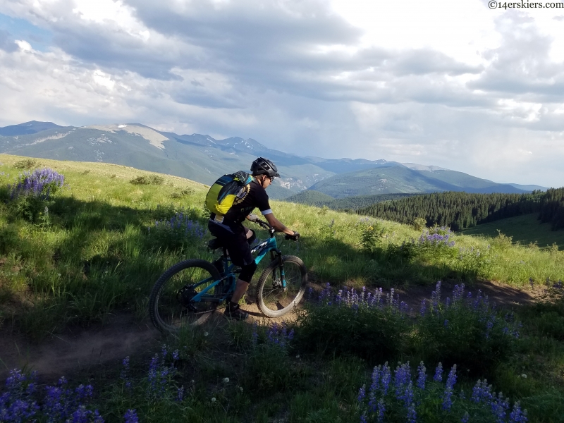 lupine and singletrack near taylor river colorado