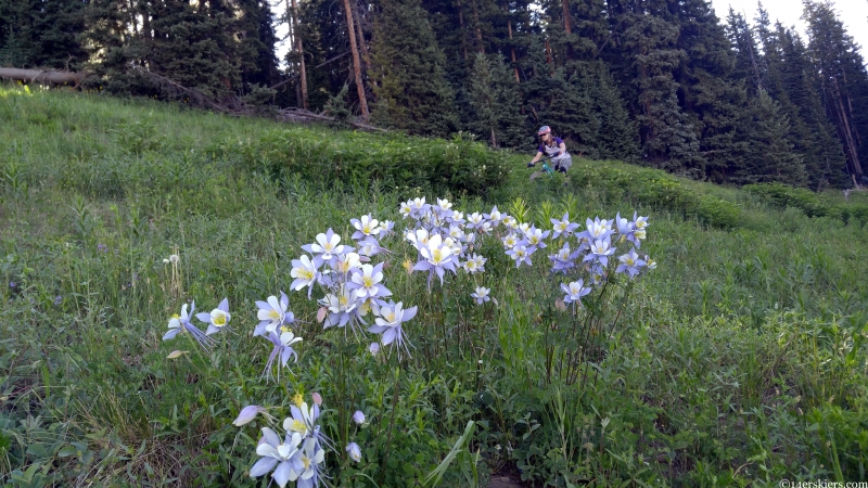 columbine wildflowers and doctor park bike trail