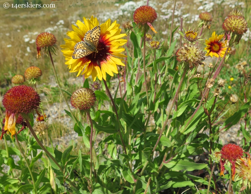 flowers on Washington Gulch