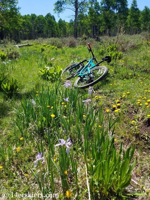 Mountain biking Milk Creek near Sargents, CO