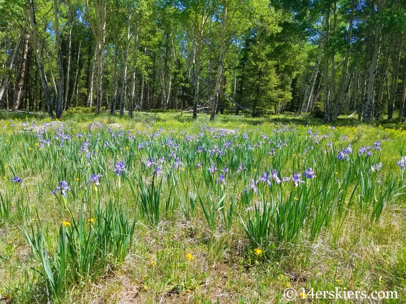 Wild irises in Colorado.  