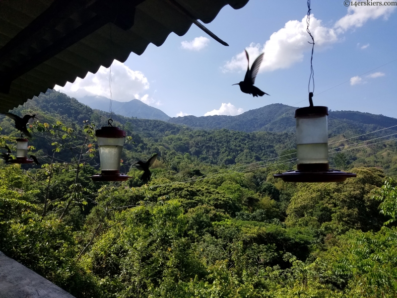 hummingbirds in minca, colombia