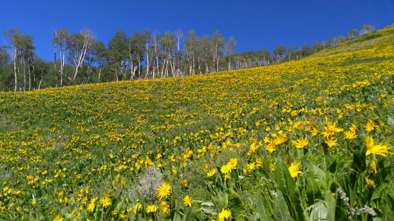 June mountain biking in Crested Butte