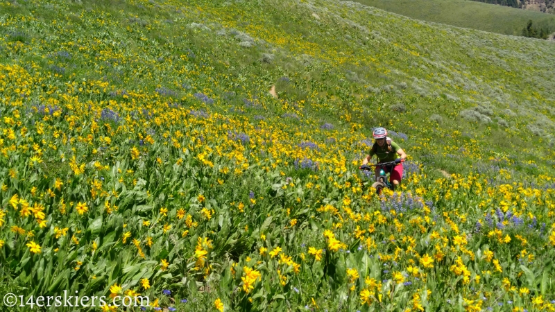 June mountain biking in Crested Butte