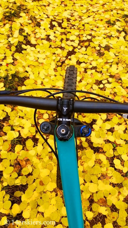 fall colors in Crested Butte.