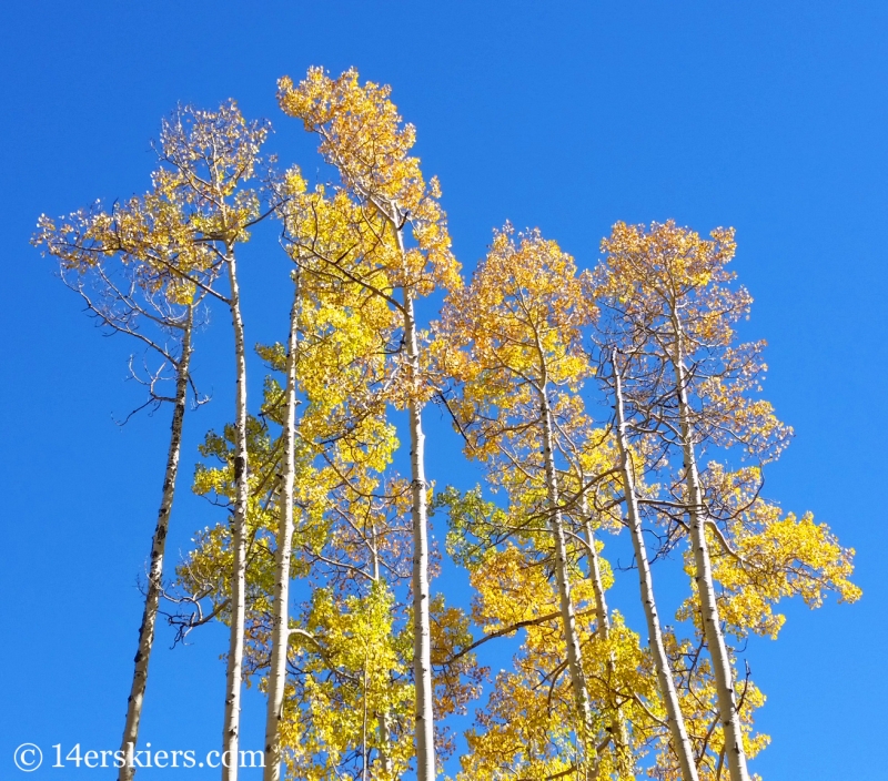 fall colors in Crested Butte