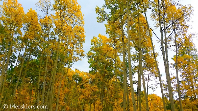 fall colors in Crested Butte