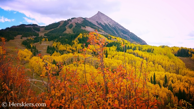 fall colors in Crested Butte