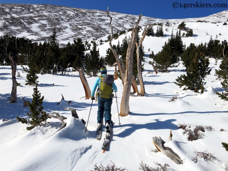 Skiing through Bristlecone Pines