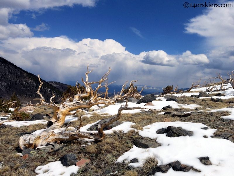 Colorado Bristlecone Pines