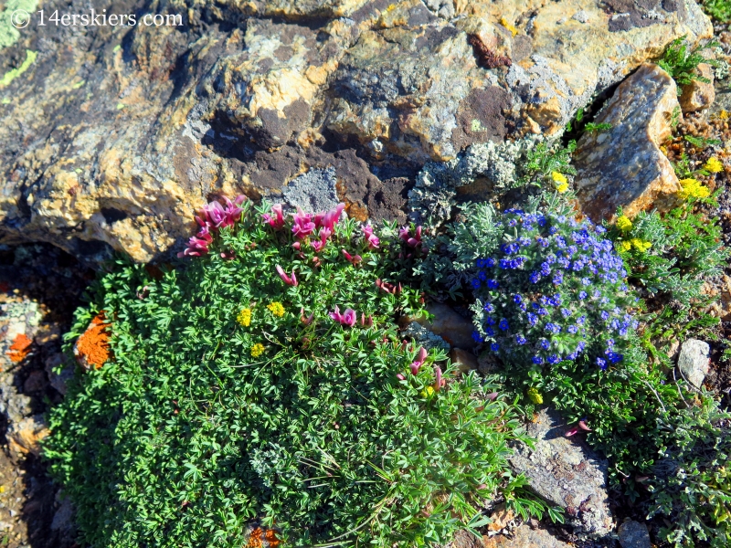 Wildflowers on the summit of Champion. 