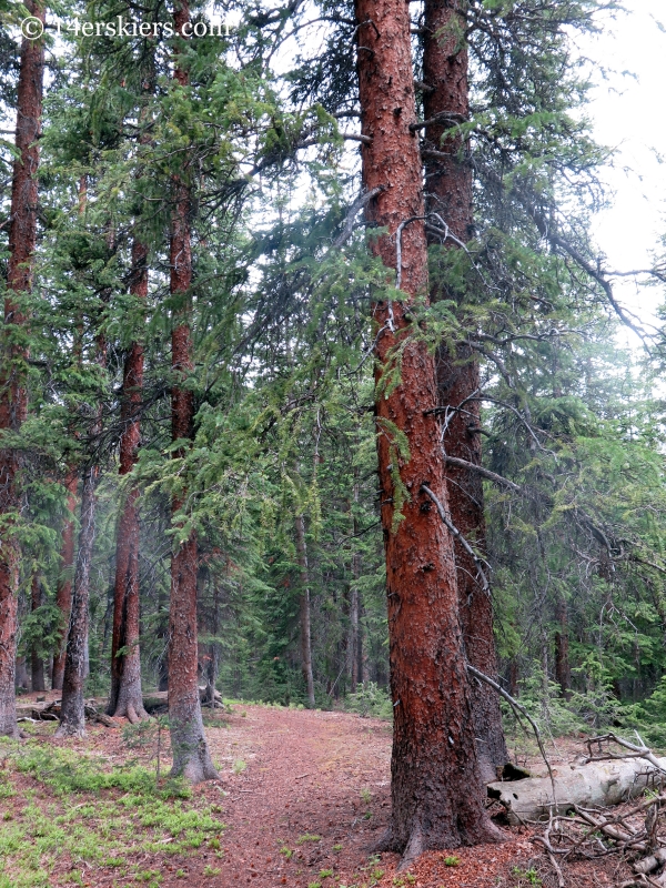 Forest near Lackawanna Gulch. 