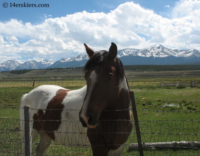 Horse with Sawatch and Mount Elbert behind.