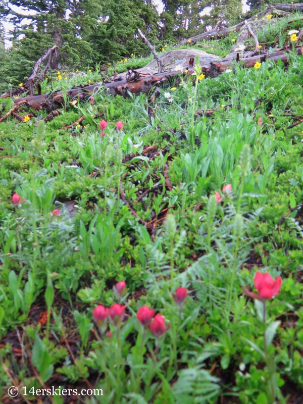 Paintbrush near Mount Oklahoma. 