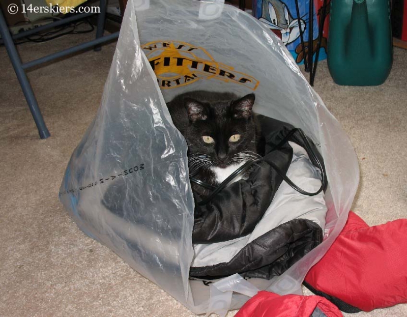 Cat in bag. 