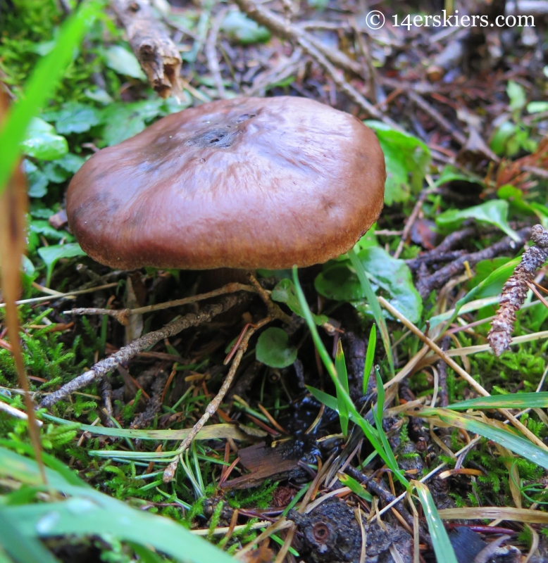 Mushroom on Peeler Lakes trail near Crested Butte