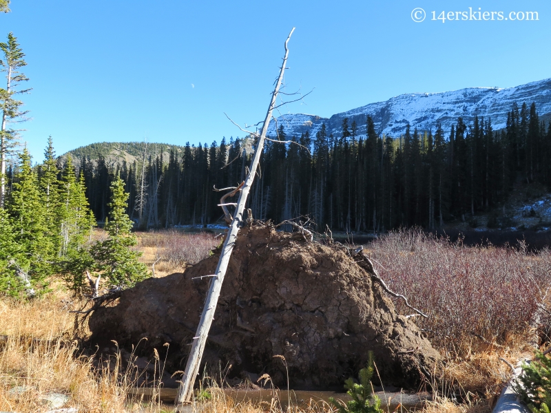 Tree near Lower Peeler Lake near Crested Butte