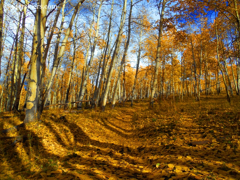 Mountain biking Point Lookout and 409.5 near Crested Butte, CO.