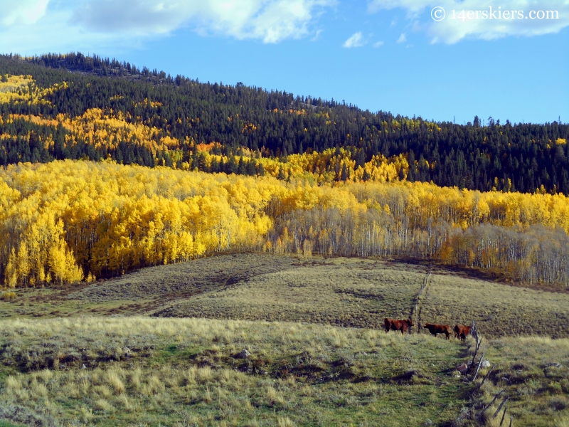 Mountain biking Point Lookout and 409.5 near Crested Butte, CO.