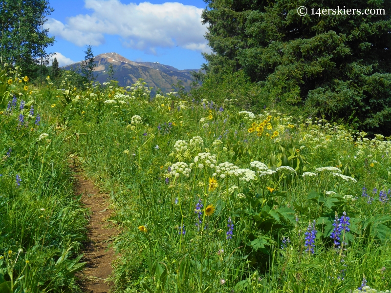 wildflowers on Prospector trail at Crested Butte Mountain Resort