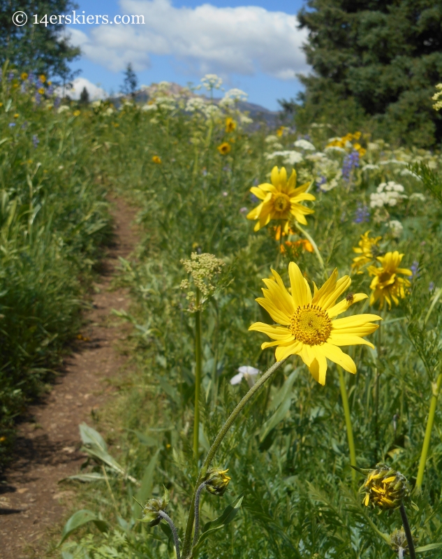 Prospector trail at Crested Butte Mountain Resort