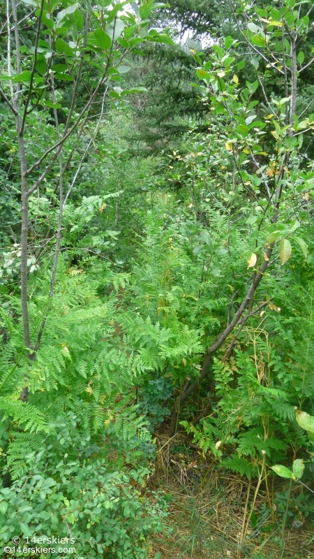 Hiking Ruby Anthracite Trail near Crested Butte, CO.