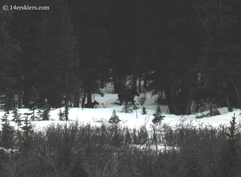 Baby moose near San Luis Peak. 