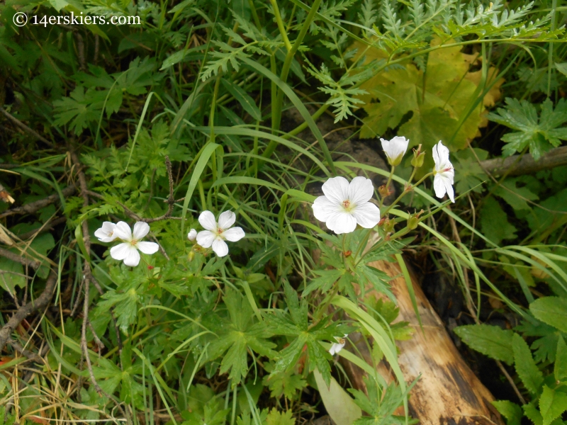 Germaniums on trail 401 near Crested Butte