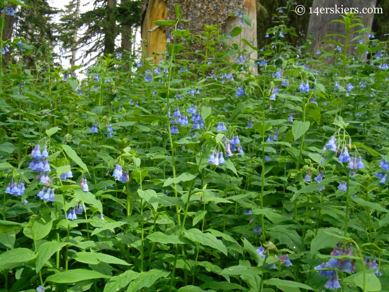 Bluebells on trail 401.