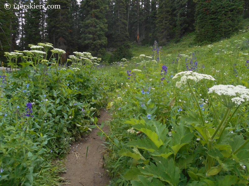 wildflowers on trail 401 near Crested Butte