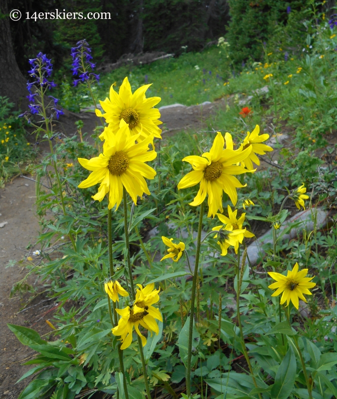 Sunflowers on trail 401 near Crested Butte