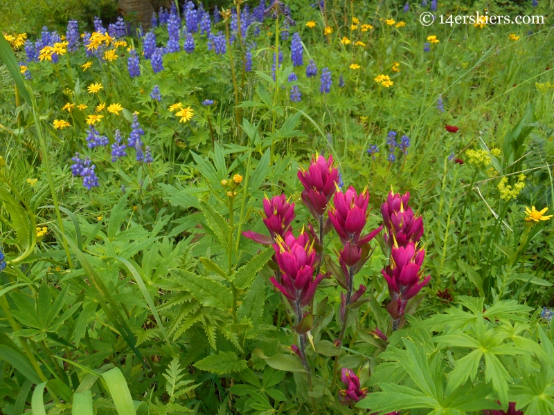 Paintbrush and Lupine on Schofield Pass Loop near Crested Butte.