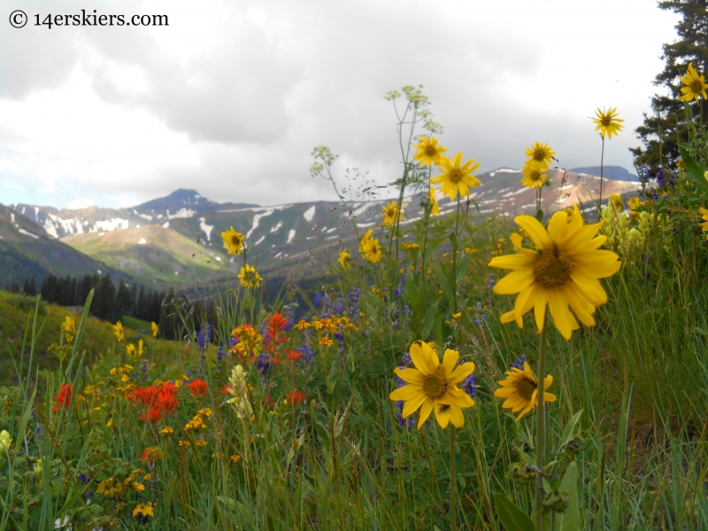 Wildflowers and mountains on the Schofield Pass Loop. 